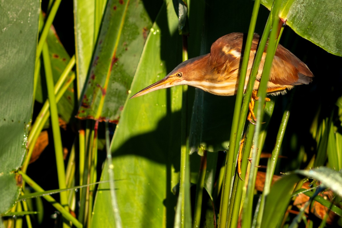 Least Bittern - ML647104349