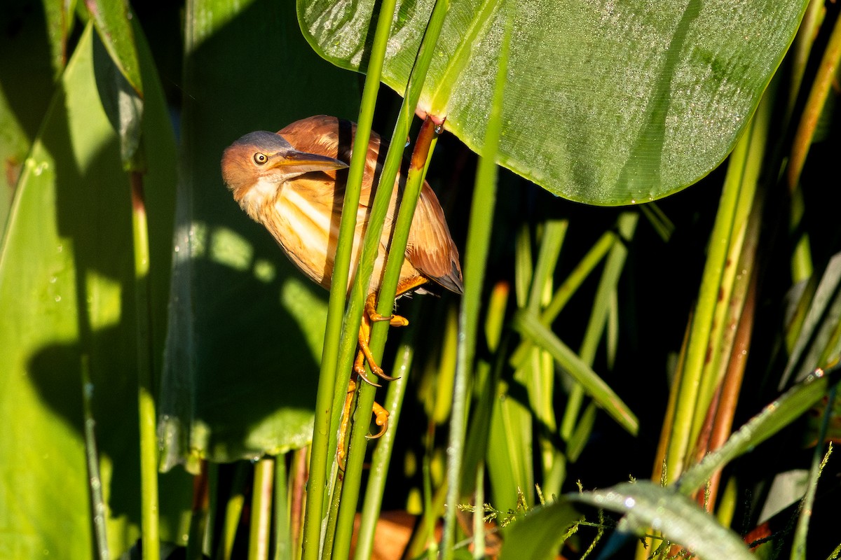 Least Bittern - ML647104350