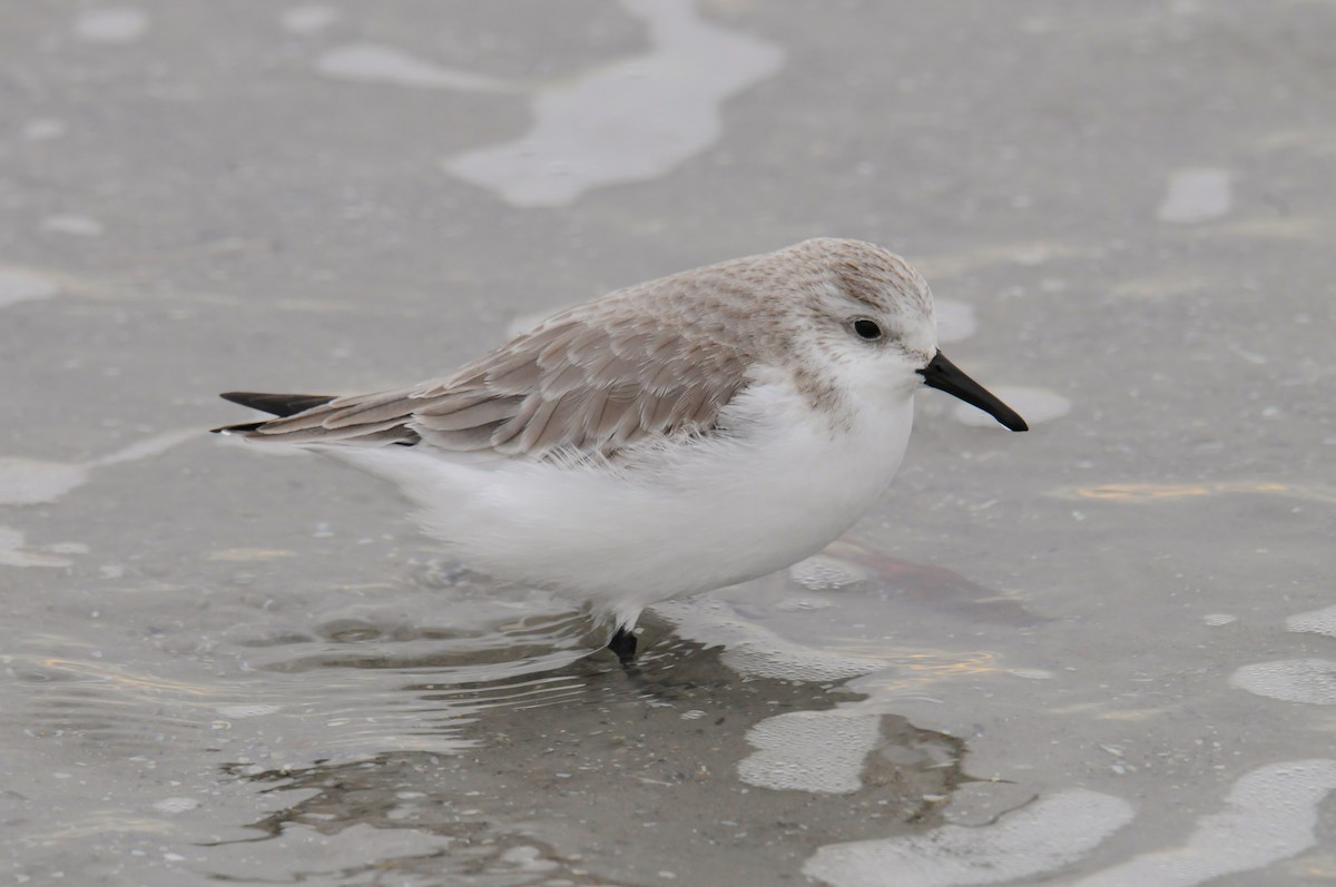 Ak Kumkuşu - ML647104356