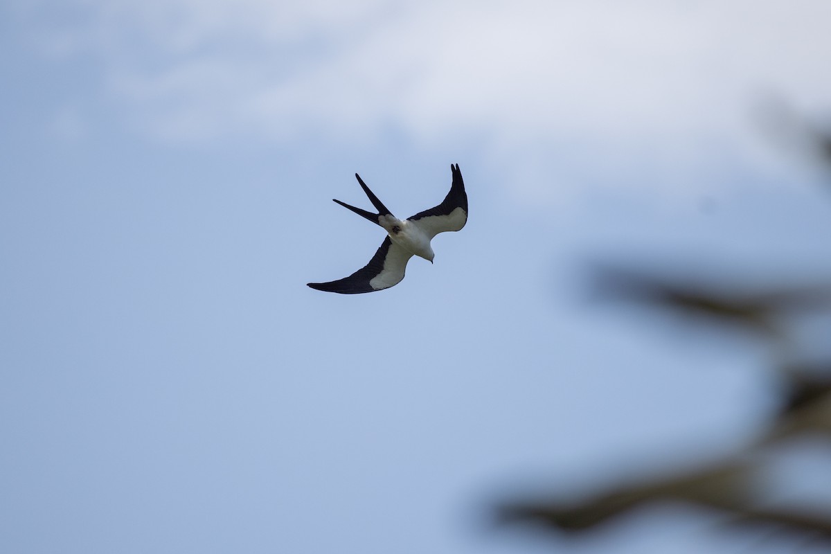 ツバメトビ - ML647104359