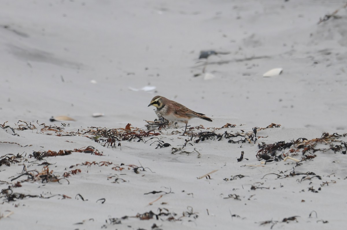 skřivan ouškatý - ML647104365