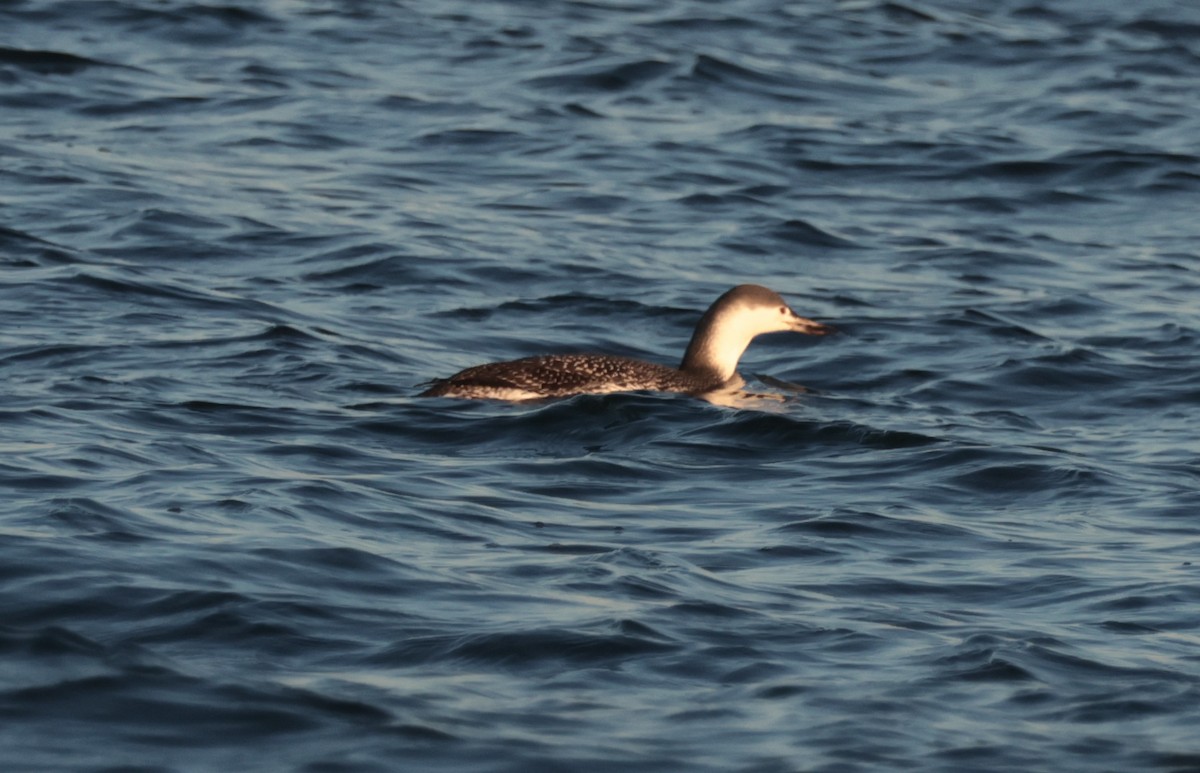 Sterntaucher - ML647104374