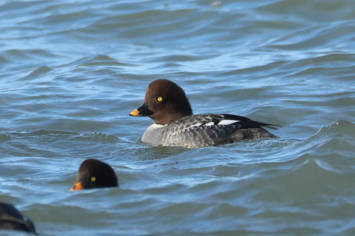 kvinand/islandsand - ML647104385