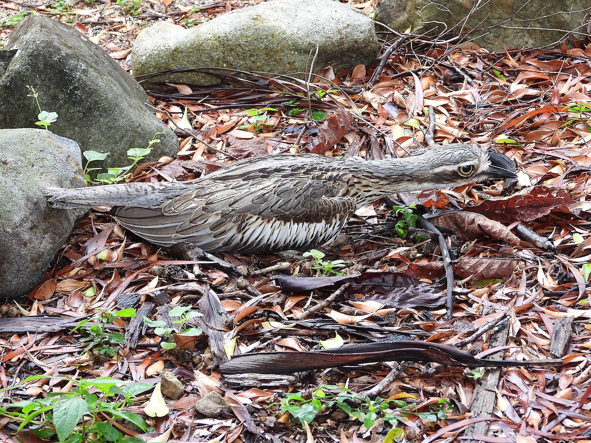 styltetriel - ML647104386