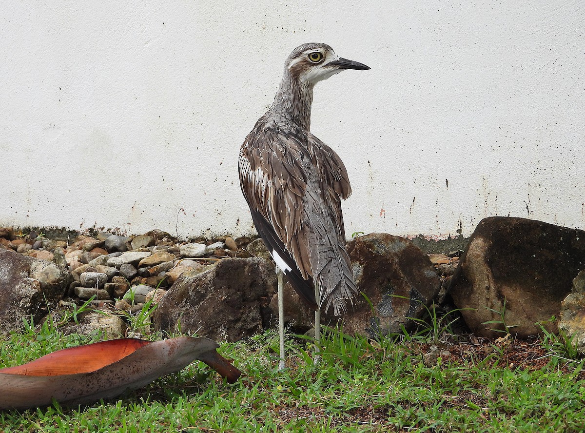 styltetriel - ML647104387