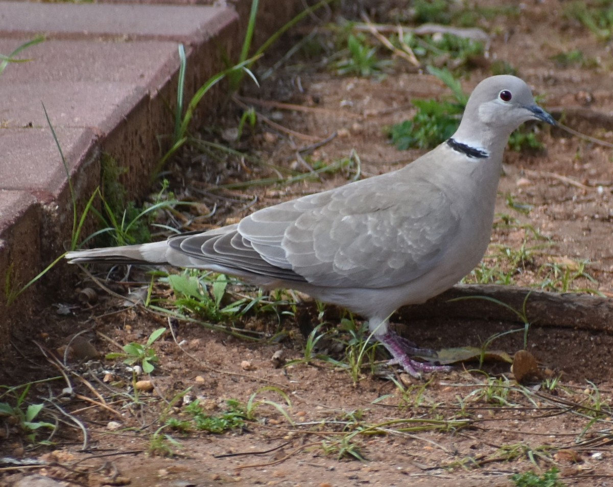 tyrkerdue - ML647104388