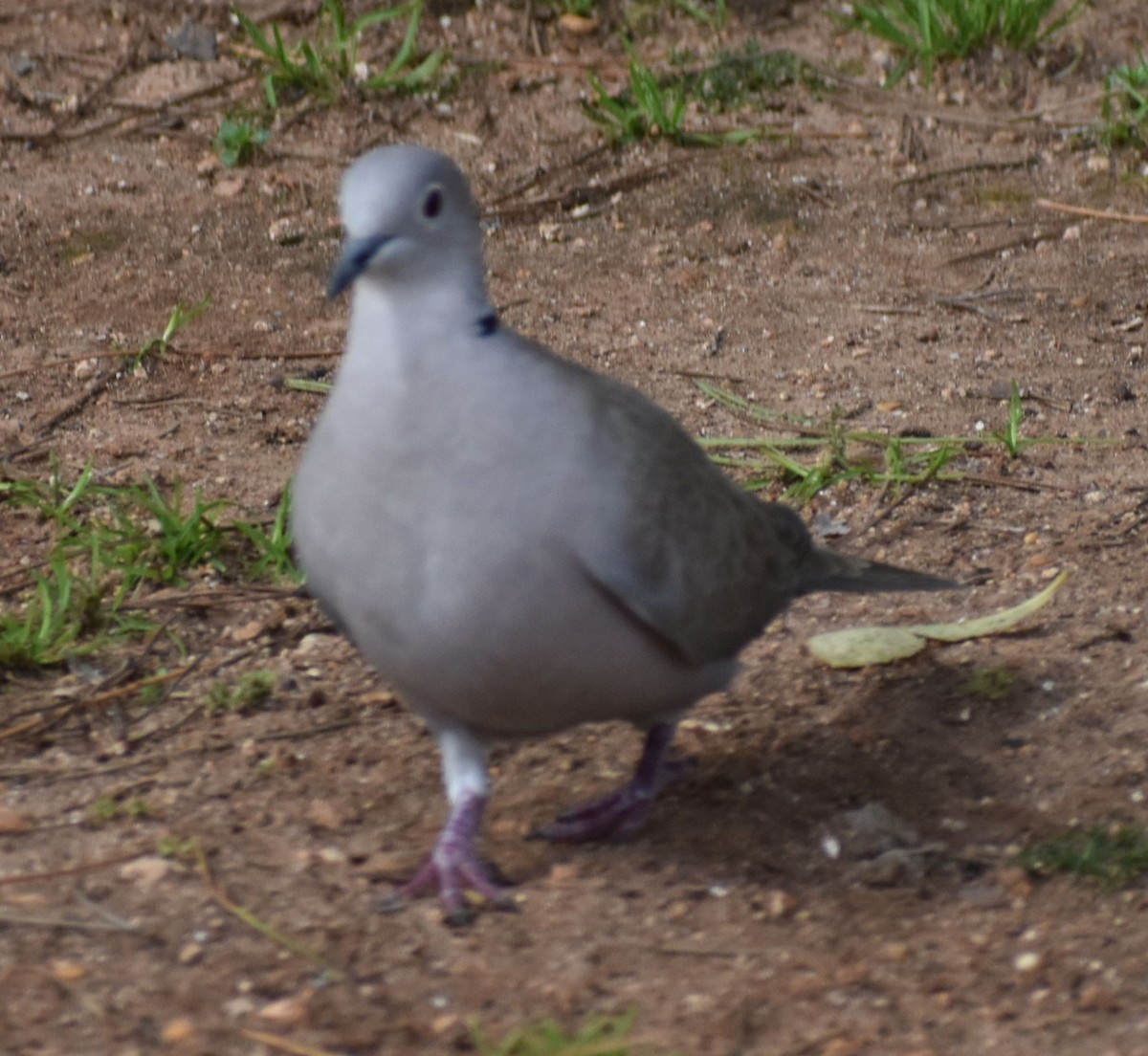 tyrkerdue - ML647104389