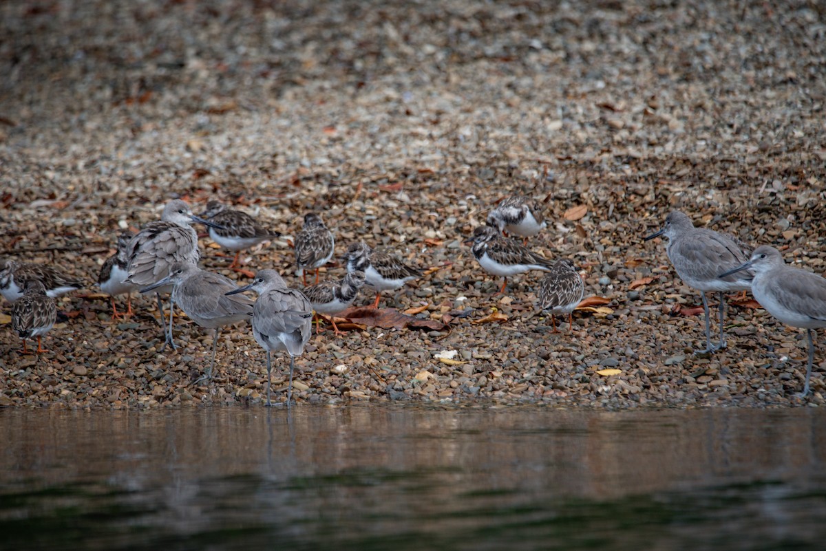 willetsnipe - ML647104390