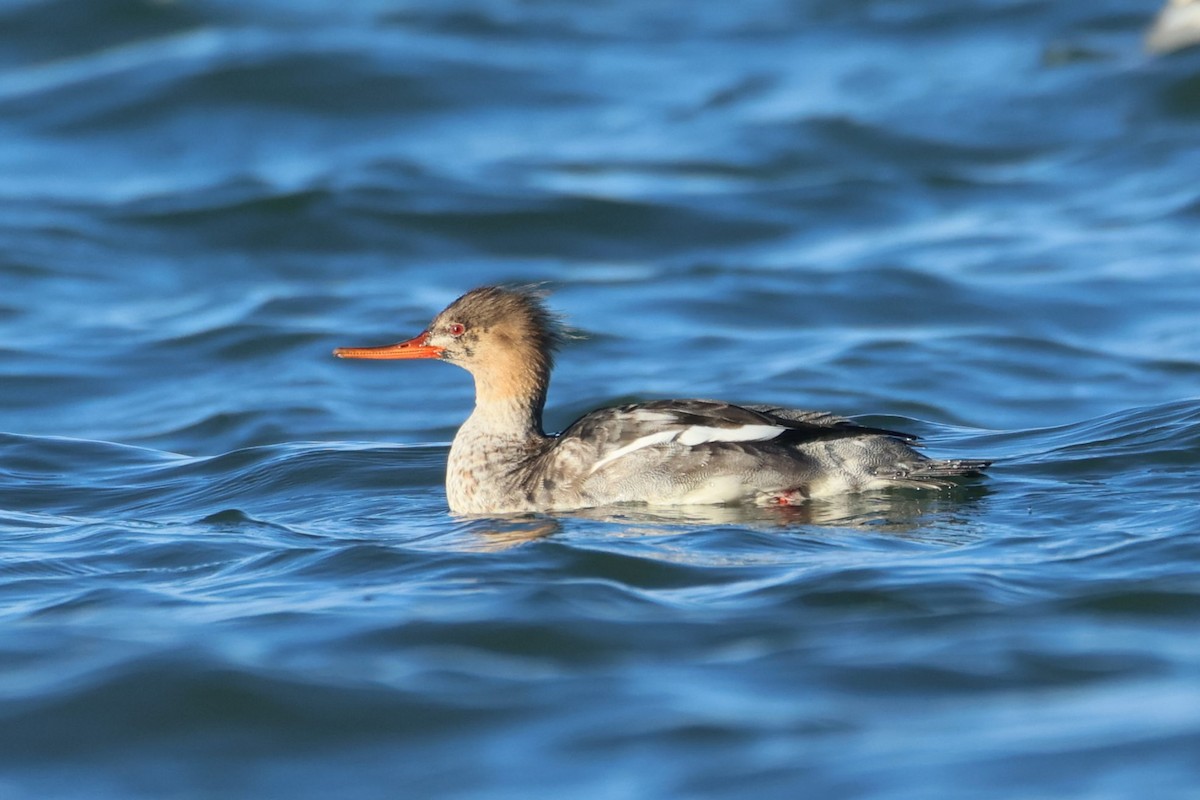 siland - ML647104392