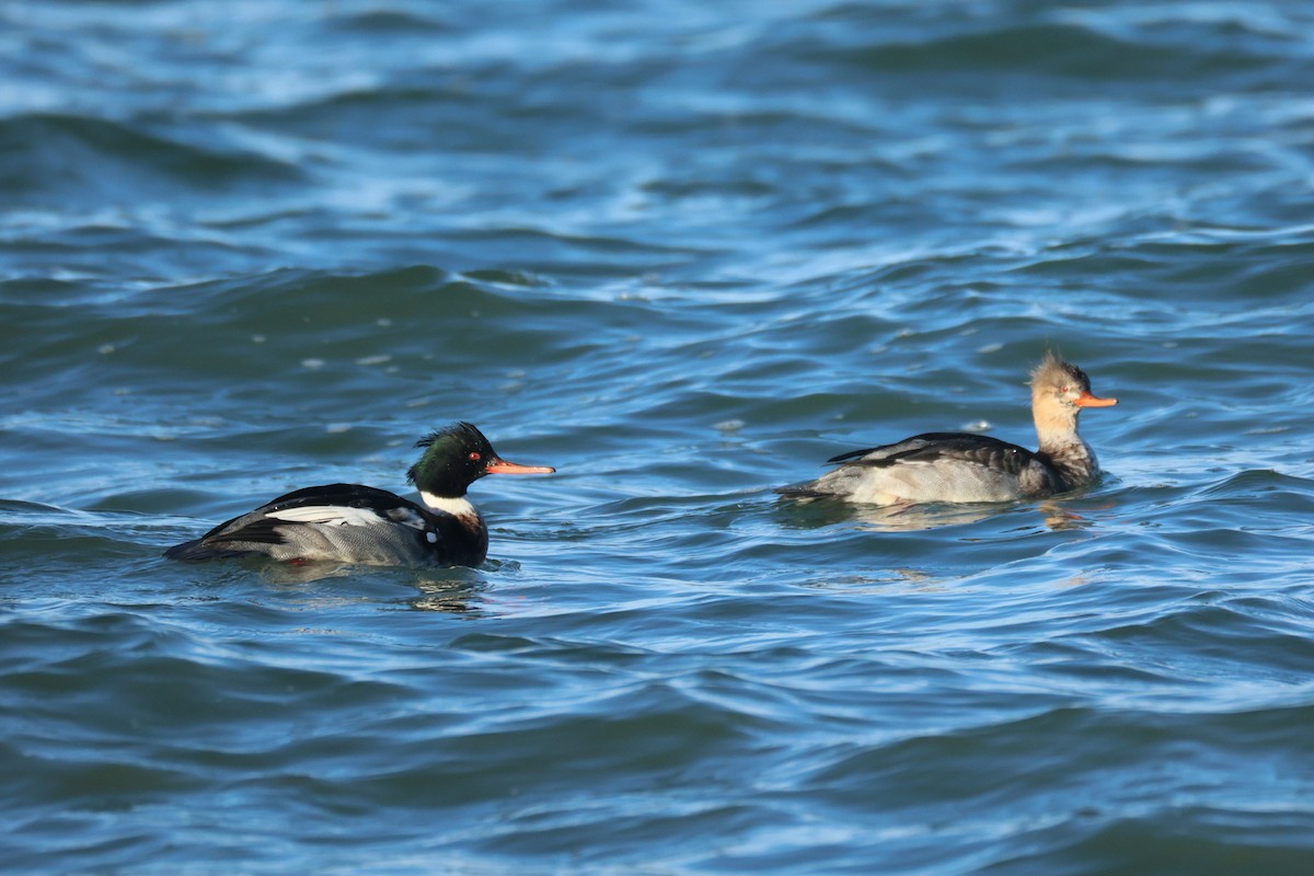 siland - ML647104393