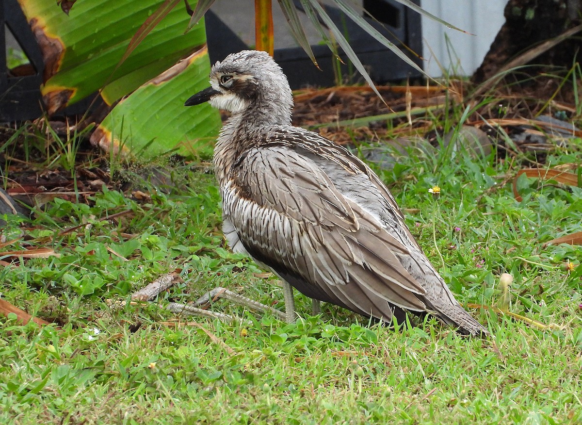 styltetriel - ML647104394