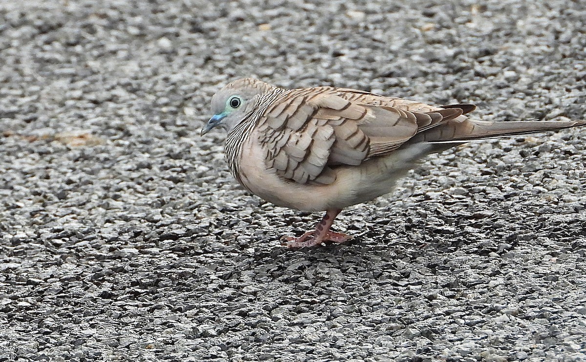 billabongdue - ML647104395