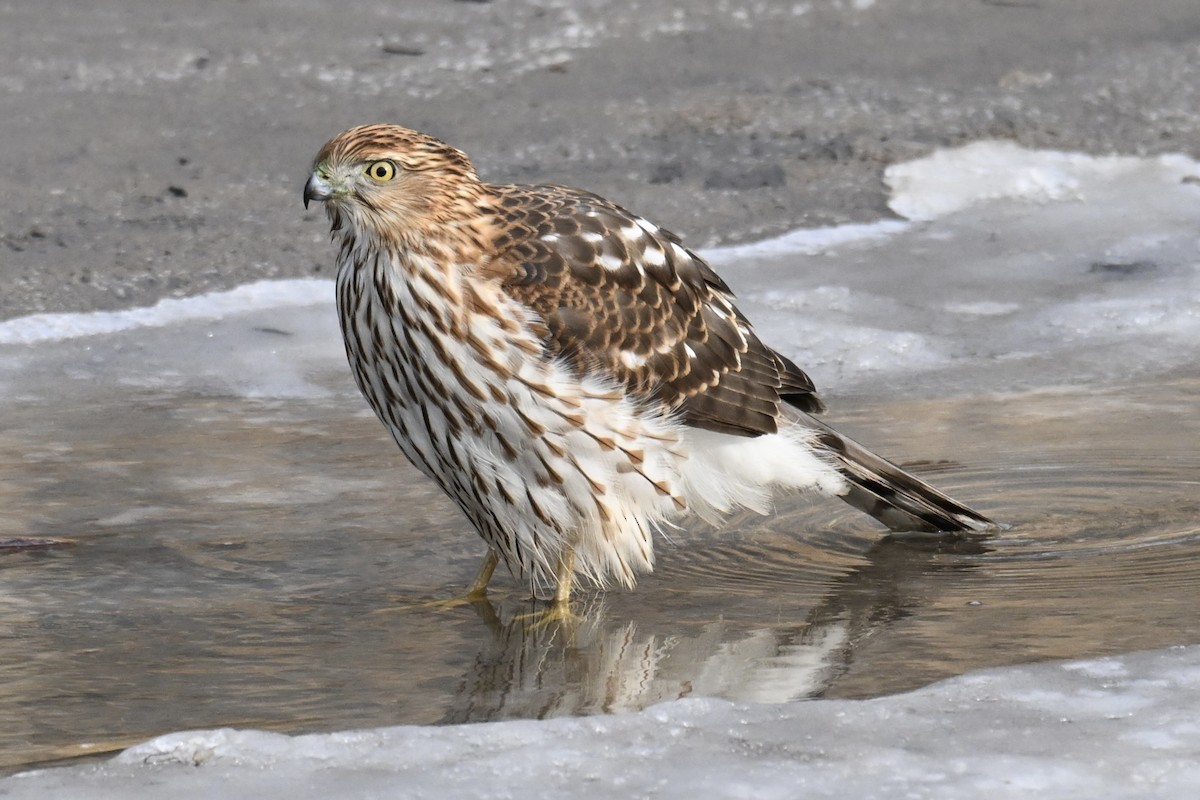 trostehauk - ML647104396