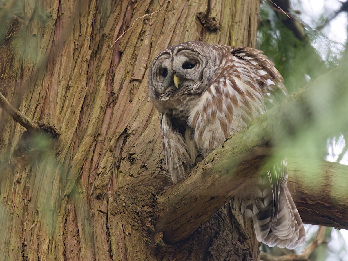 høvdingugle - ML647104400