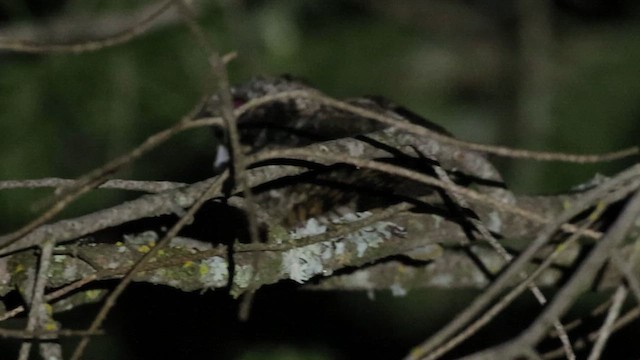 dvalenattravn - ML647104401