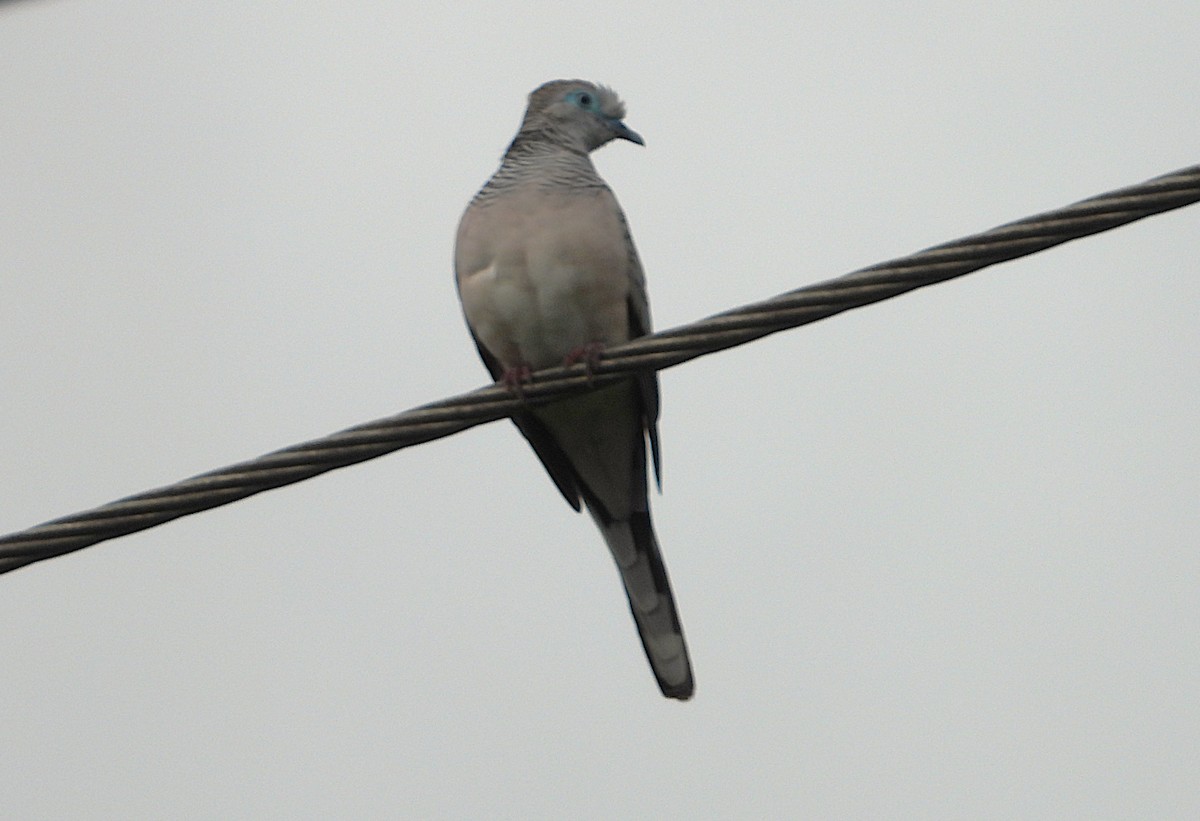 billabongdue - ML647104402