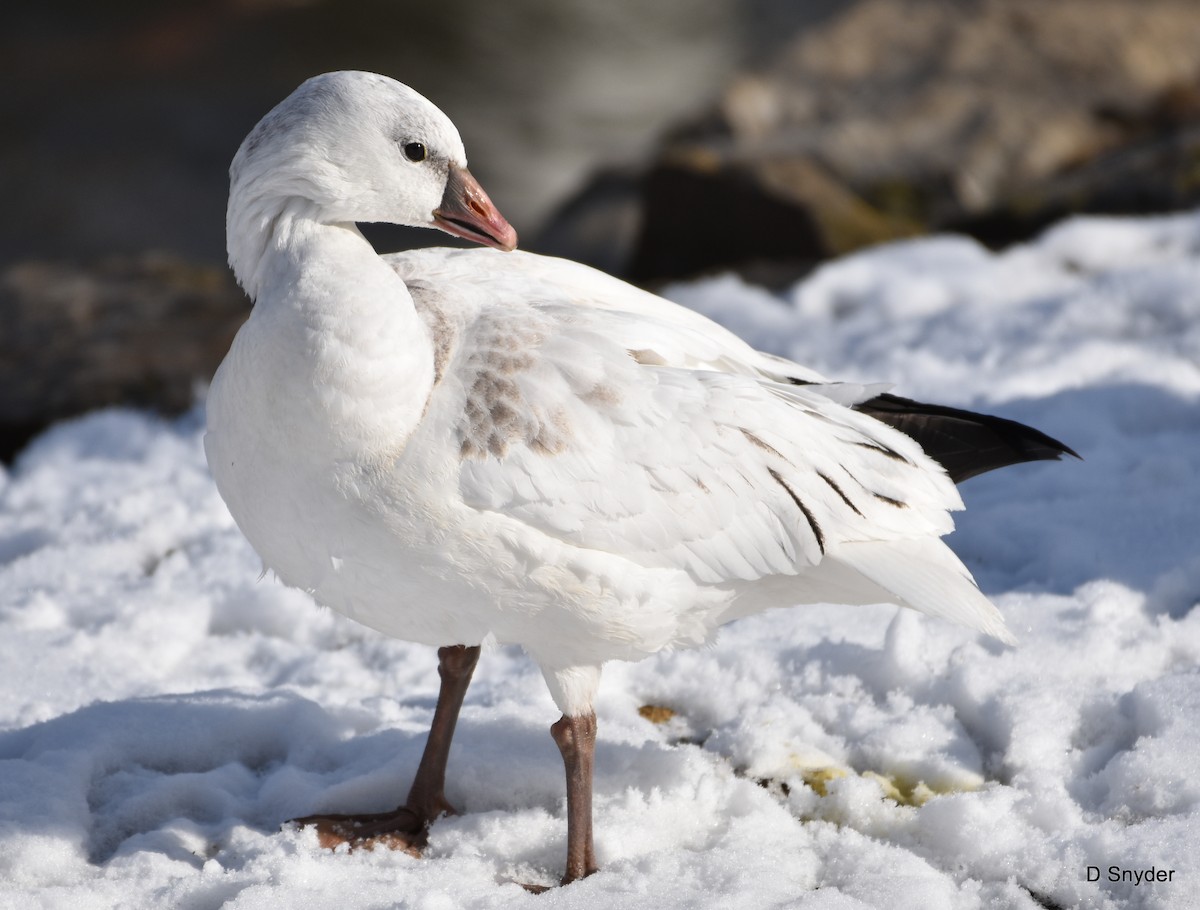 Ross's Goose - ML647104403