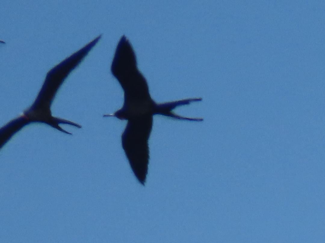 praktfregattfugl - ML647104404