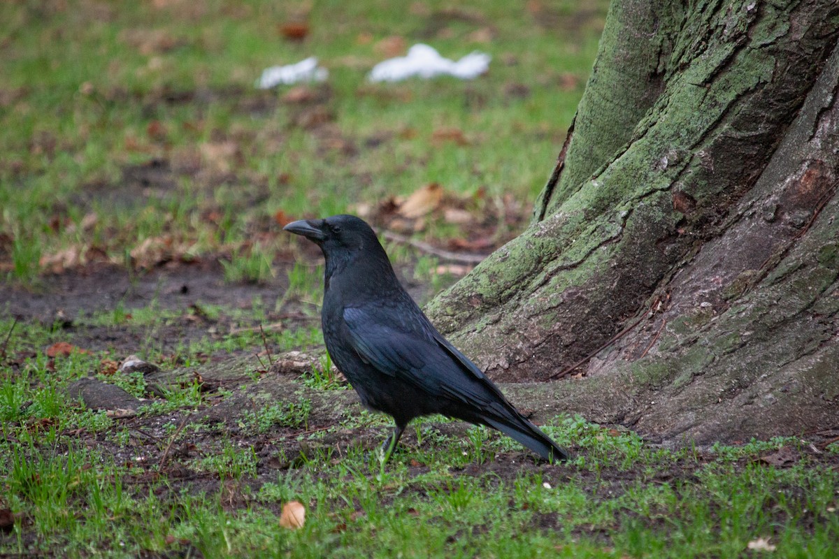 svartkråke - ML647104407