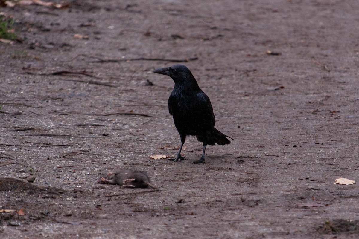 svartkråke - ML647104408