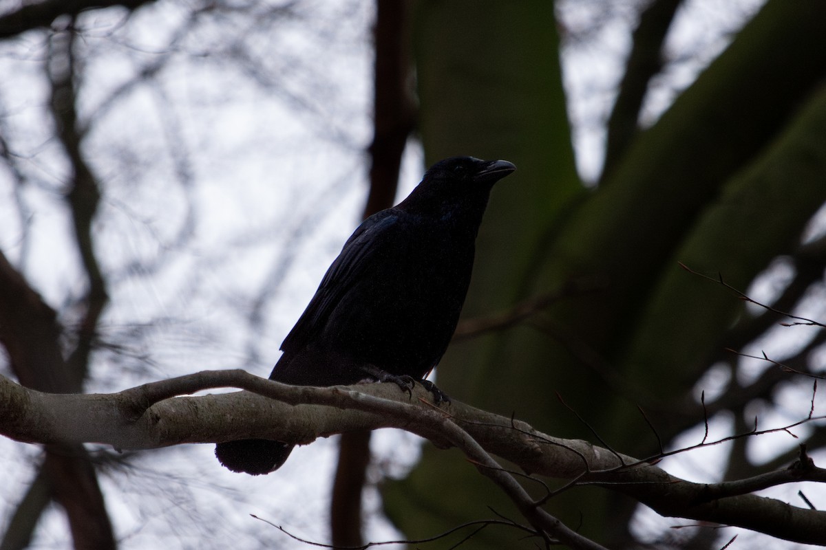 svartkråke - ML647104409