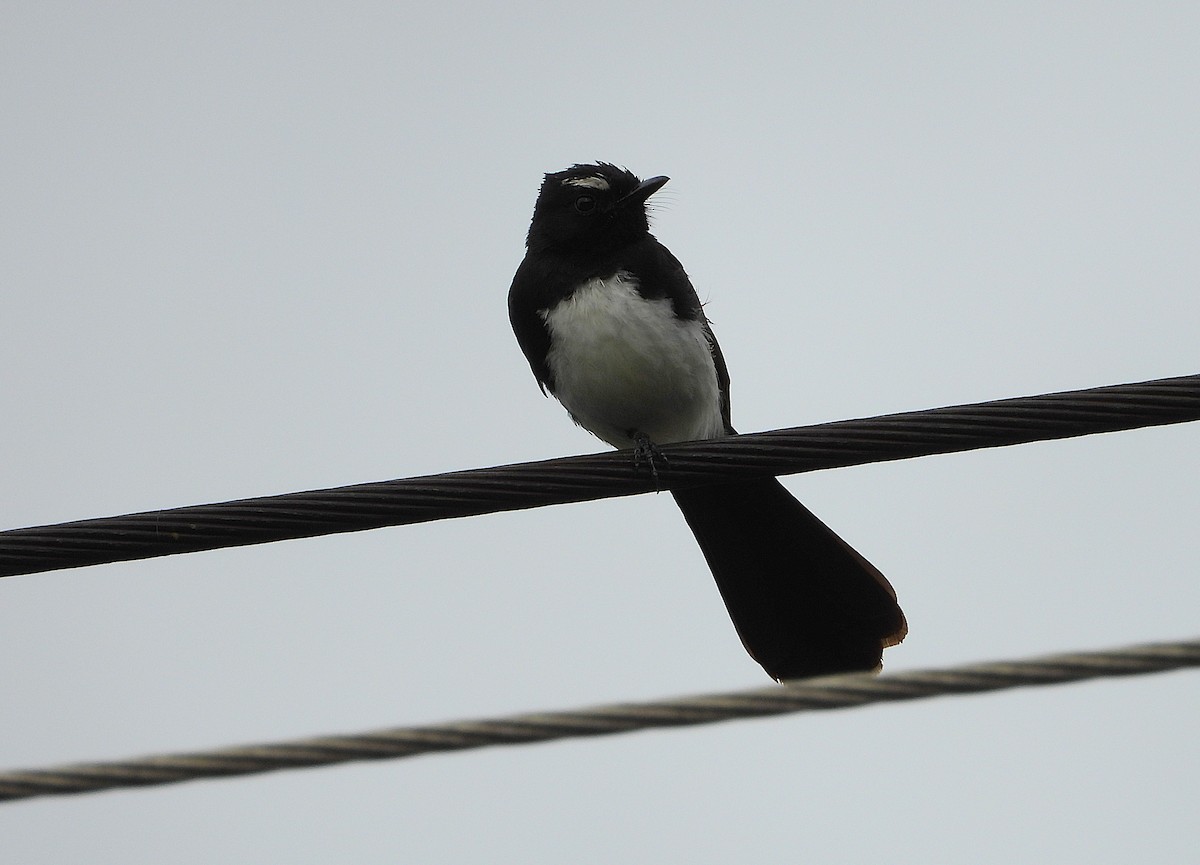 gallaviftestjert - ML647104410