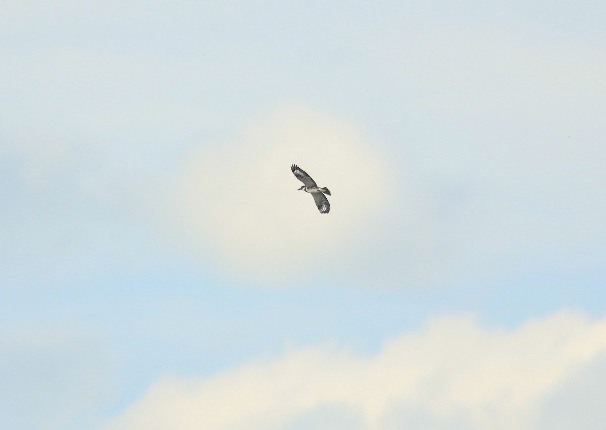 belteisfugl - ML647104411