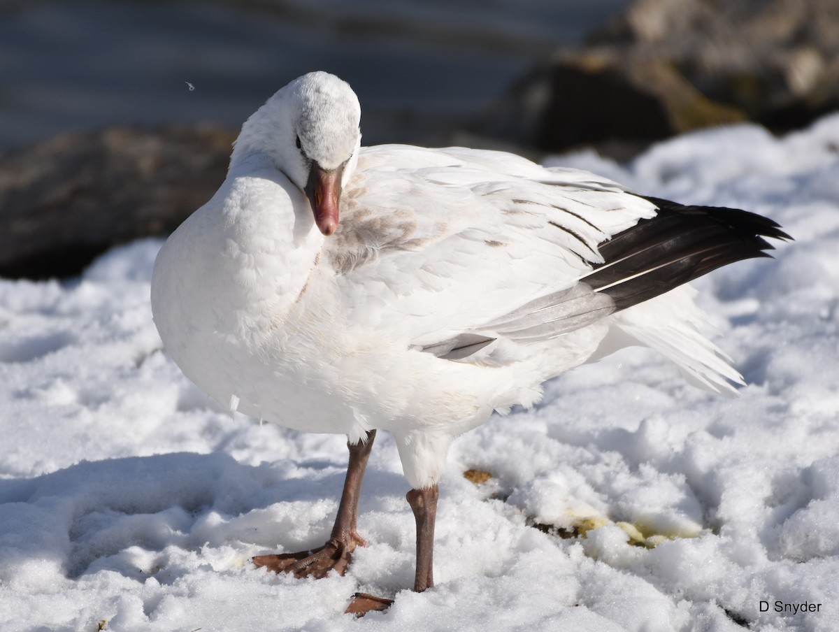 Ross's Goose - ML647104412