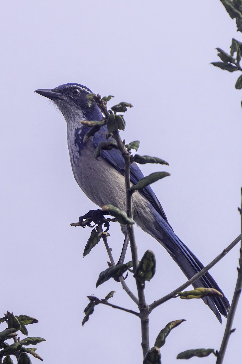 krattskrike - ML647104413