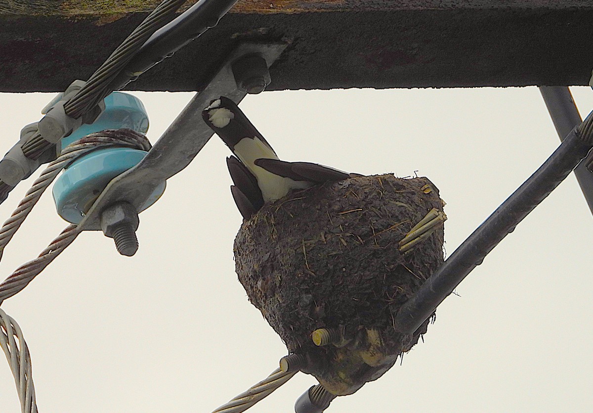 skjærelerke - ML647104415