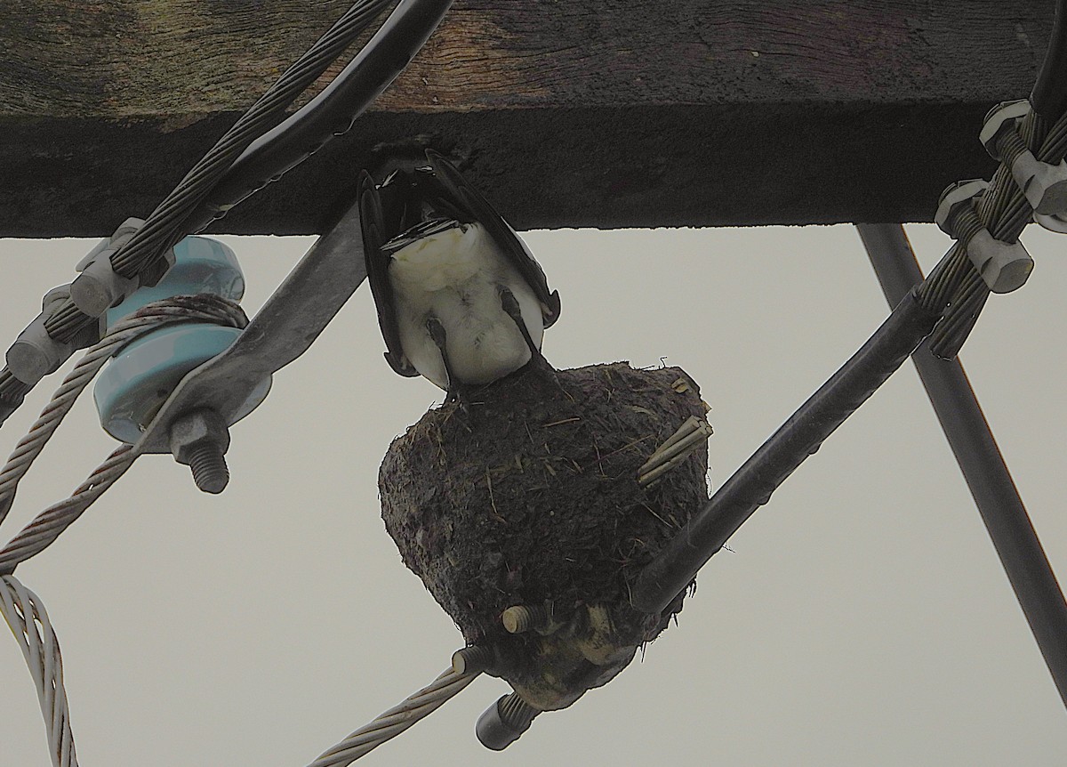 skjærelerke - ML647104421