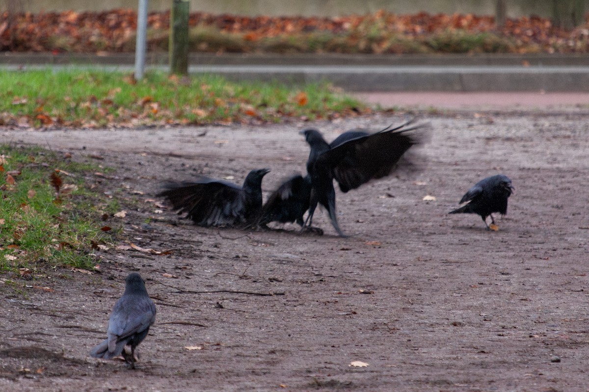 svartkråke - ML647104423