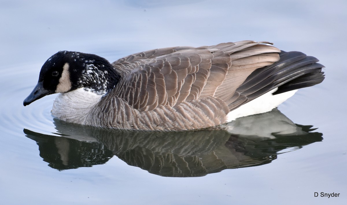 Cackling Goose - ML647104424