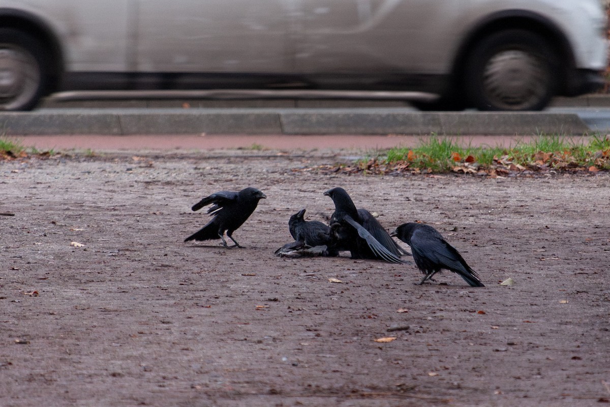 svartkråke - ML647104430