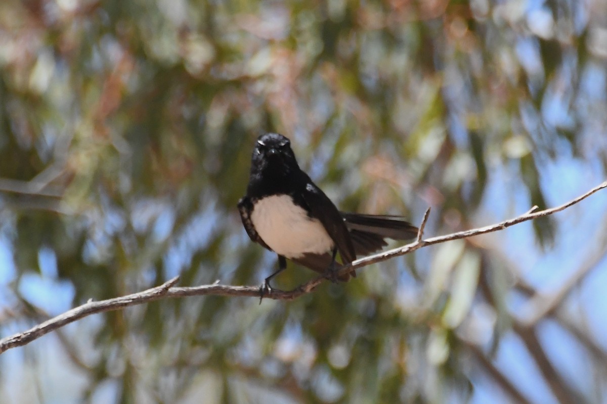 gallaviftestjert - ML647104435