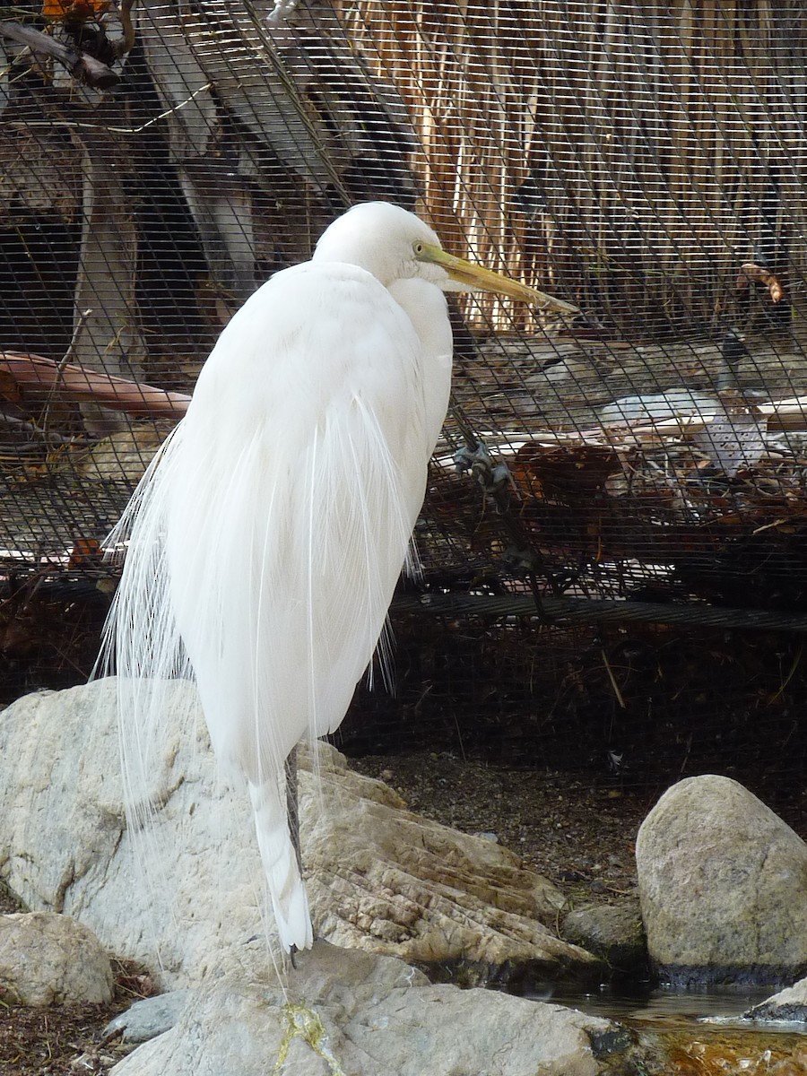 egretthegre - ML647104443