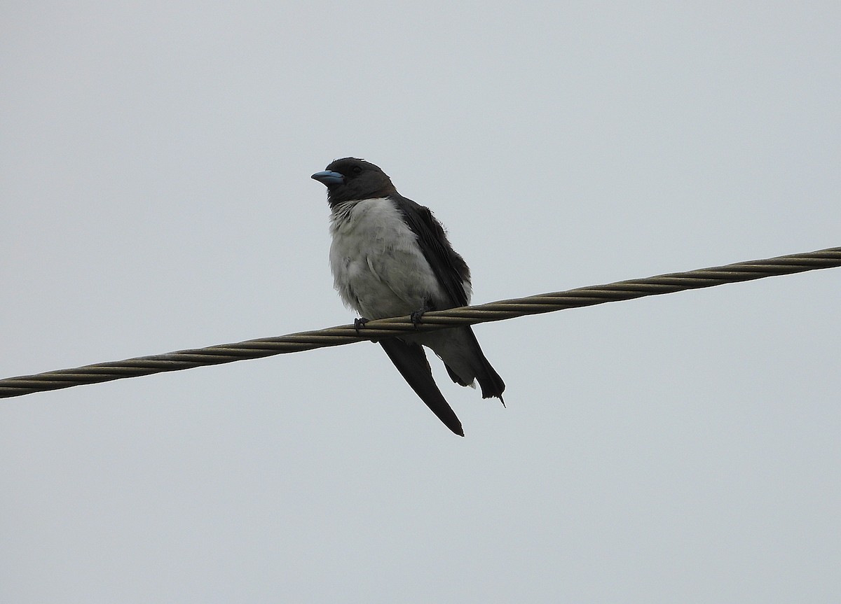 White-breasted Woodswallow - ML647104444