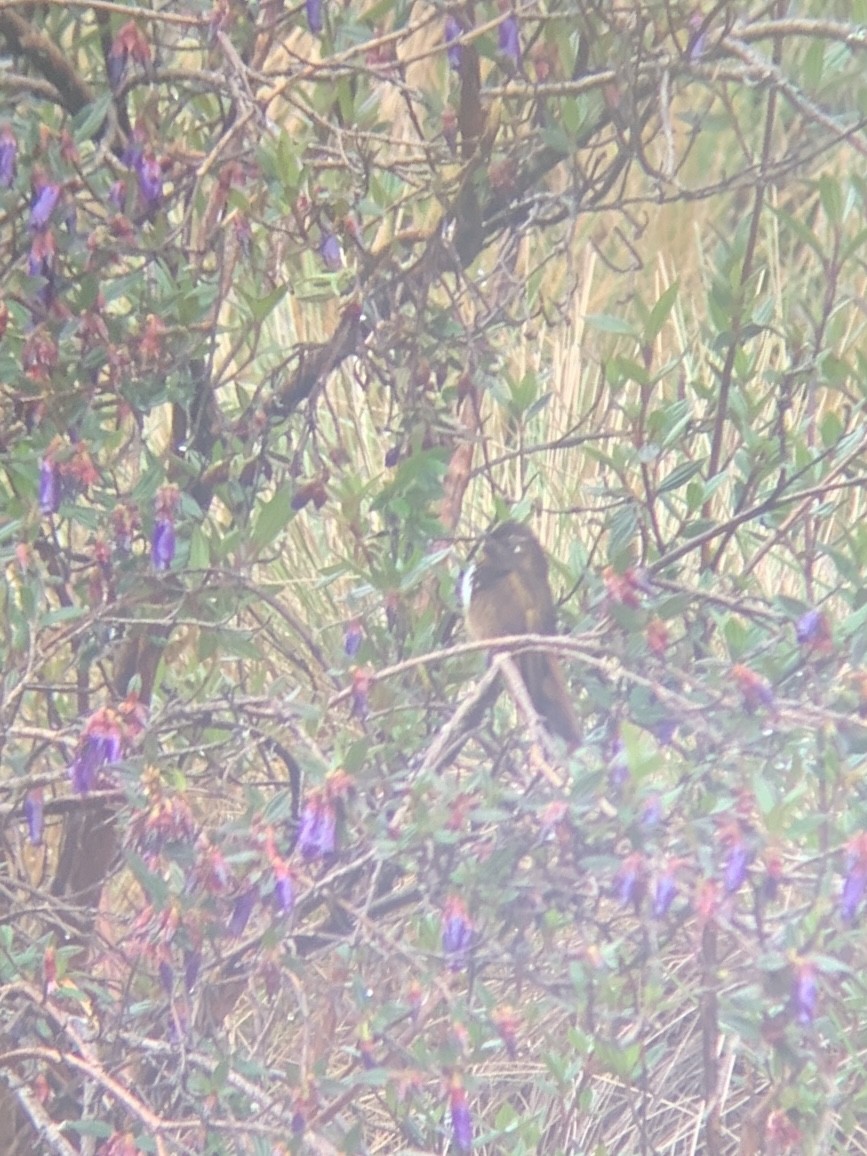 paljettsolkolibri - ML647104445