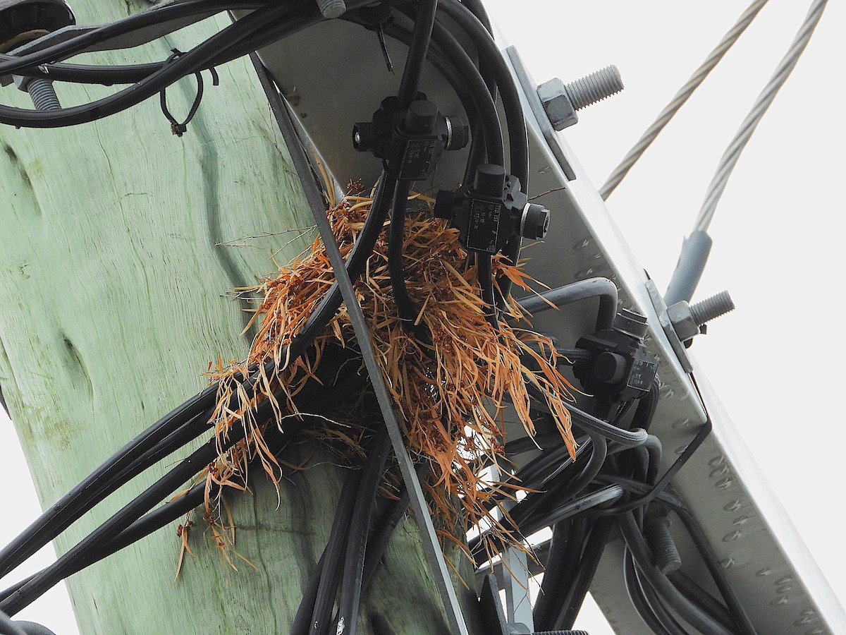 White-breasted Woodswallow - ML647104447