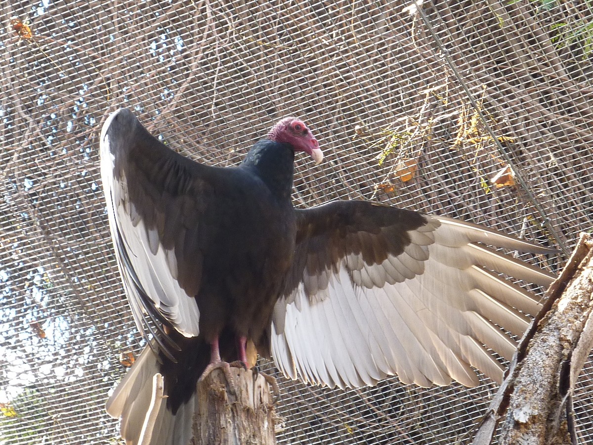 Turkey Vulture - ML647104451