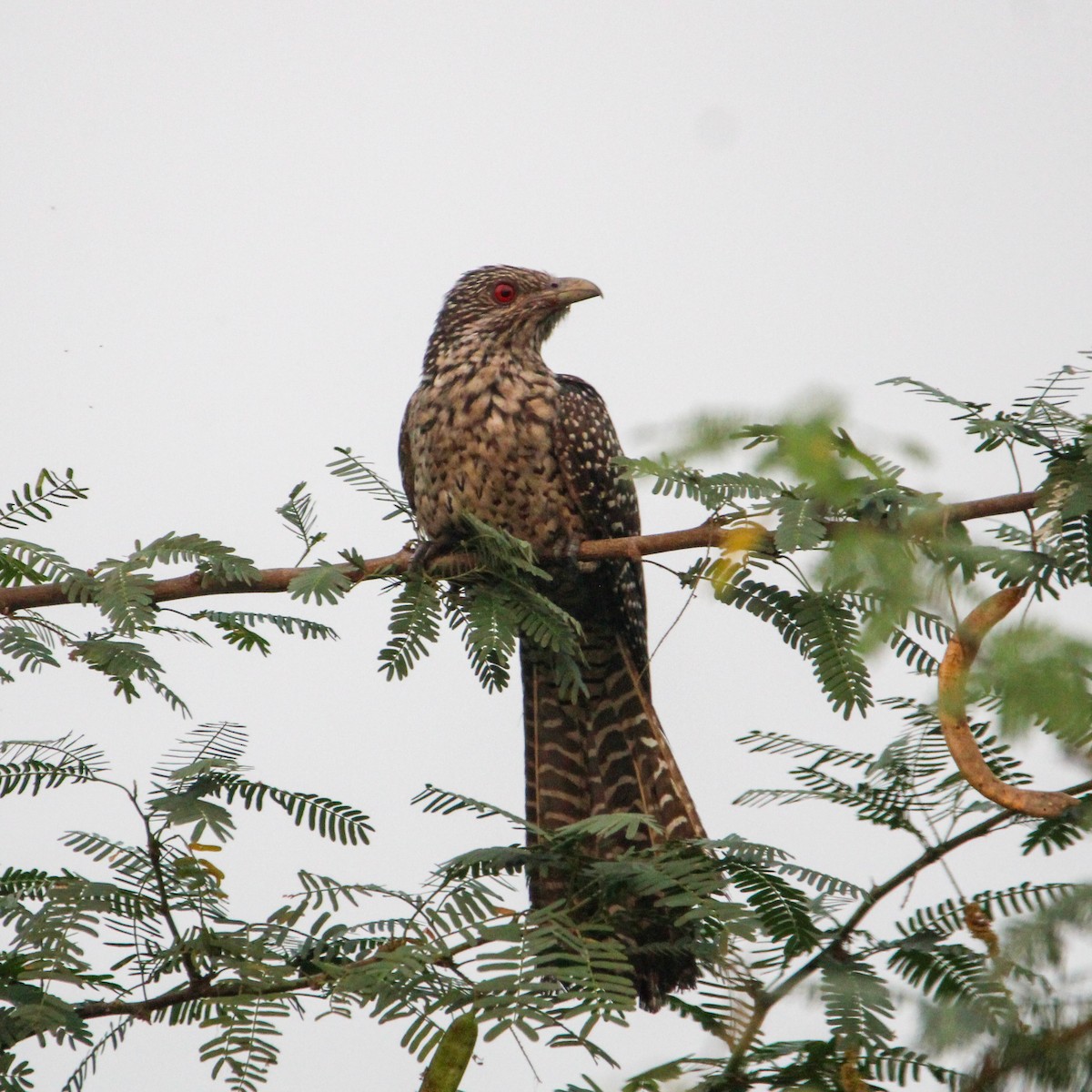 Asian Koel - ML647104454