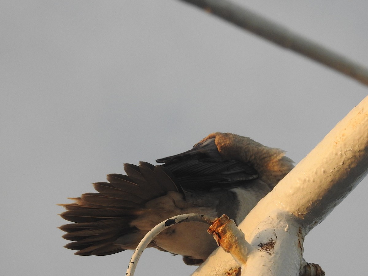 Сула червононога - ML647104455