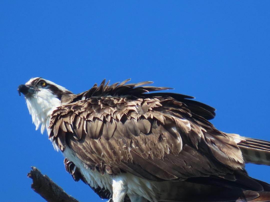 Osprey - ML647104458