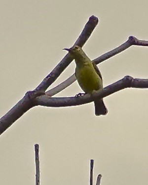 Little Spiderhunter - ML647104459