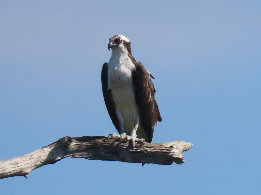 Osprey - ML647104461