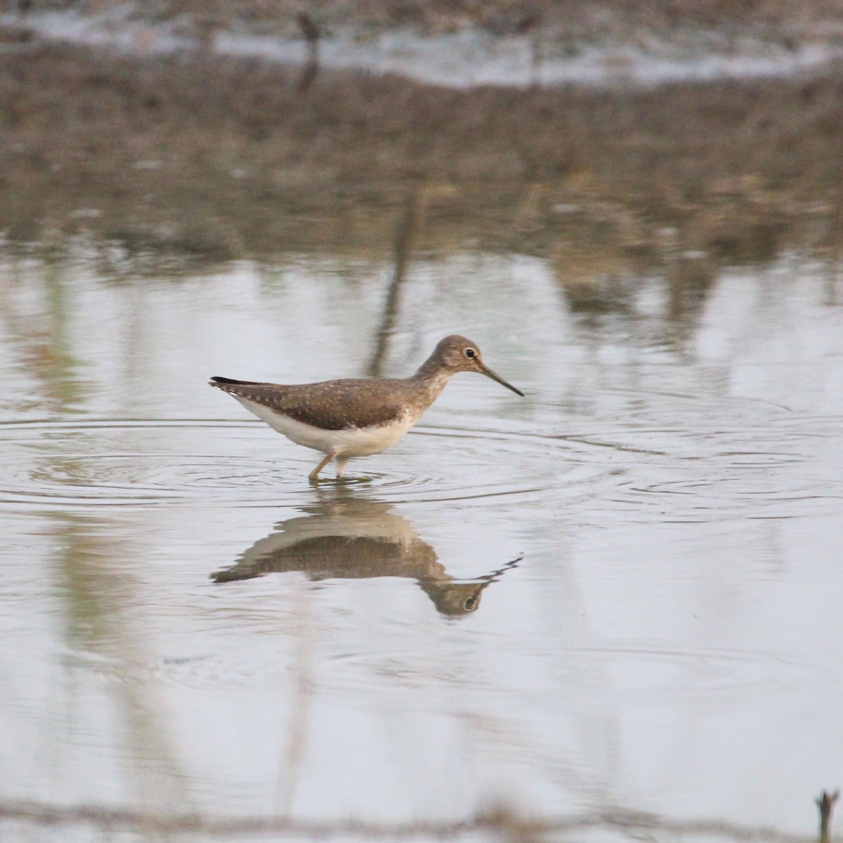 vodouš kropenatý - ML647104466