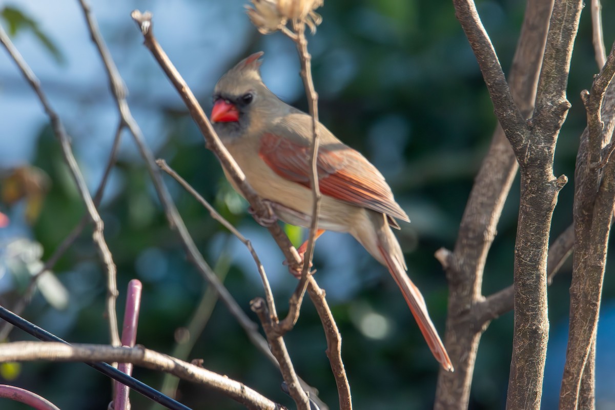 Cardinal rouge - ML647104472