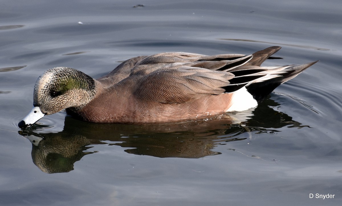 American Wigeon - ML647104476