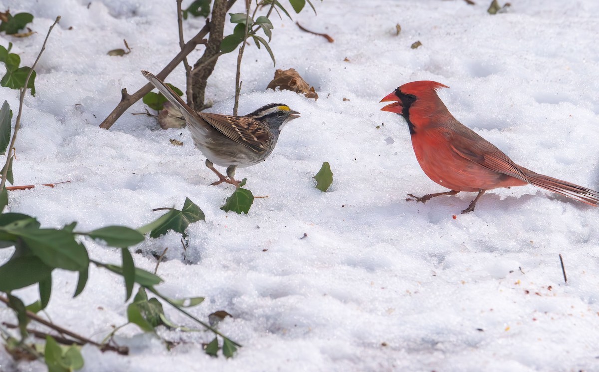 Cardinal rouge - ML647104480