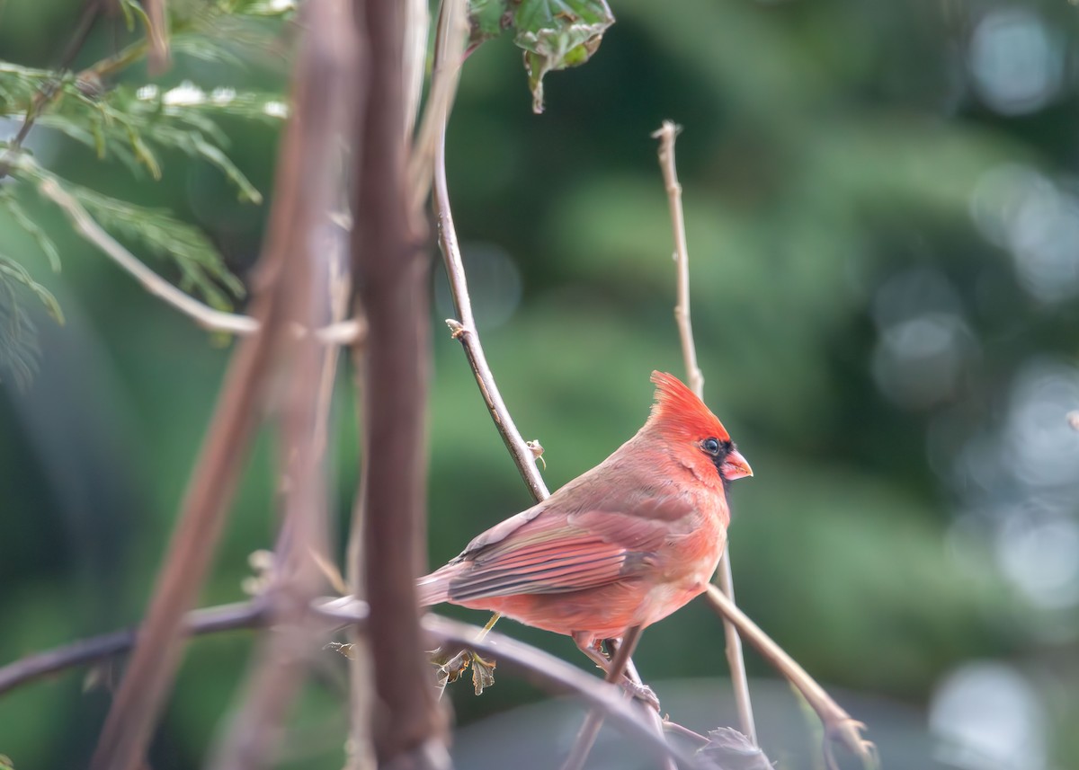 Cardinal rouge - ML647104481